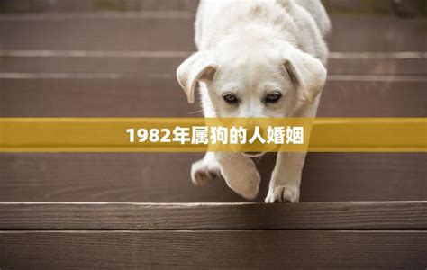 1982年属狗人的婚姻|1982年属狗的感情婚姻如何